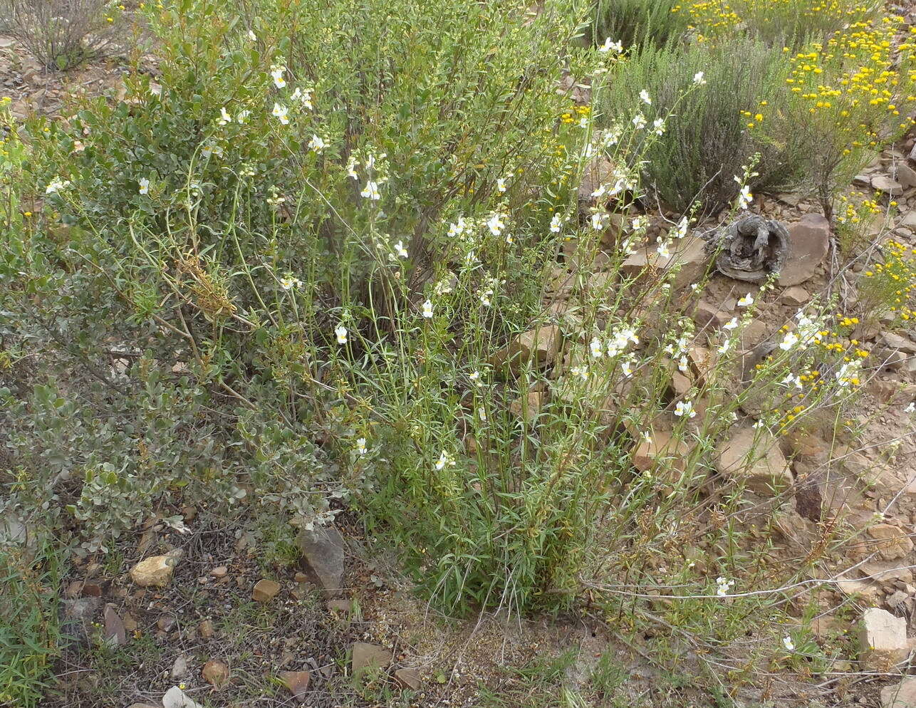 صورة Nemesia fruticans (Thunb.) Benth.