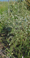 Plancia ëd Cirsium ochrocentrum A. Gray