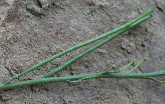 Image of Matthiola caspica (N. Busch) Grossh.