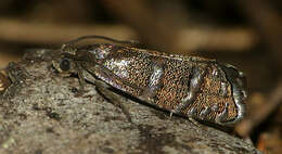 Image of Eastern Pine Seedworm Moth