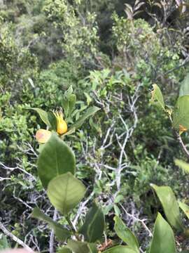 Image of Cape jasmine