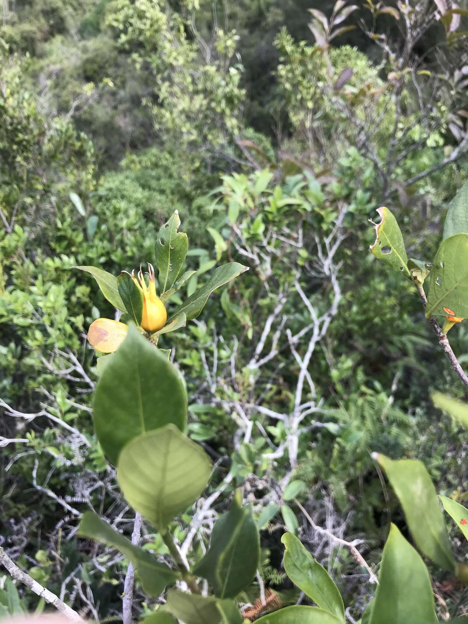 Image of Cape jasmine