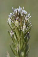 Image of attenuate Indian paintbrush