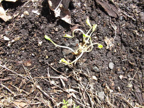 Image of downy yellow violet