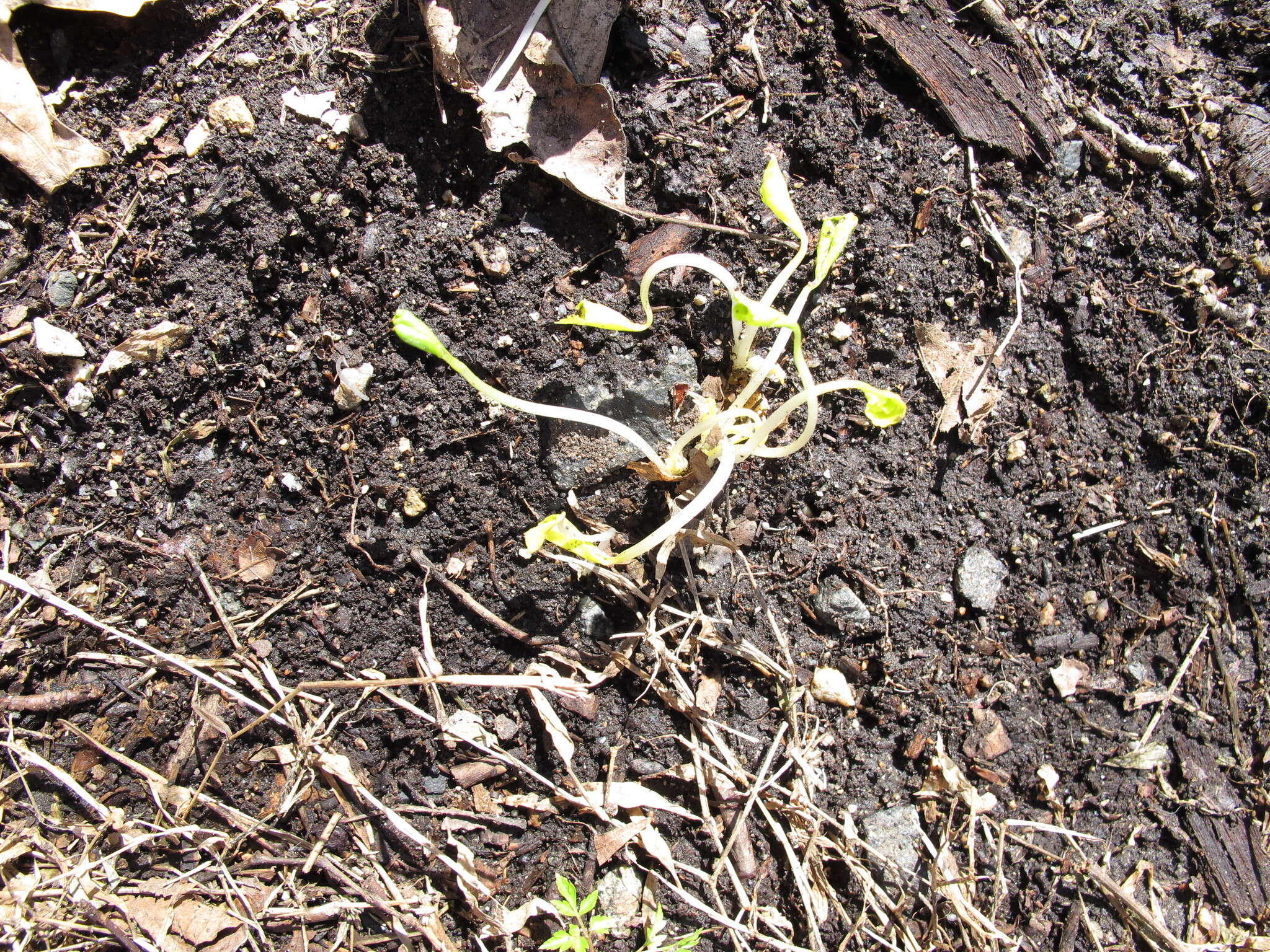 Sivun Viola pubescens var. scabriuscula Schwein. ex Torr. & A. Gray kuva