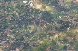 Image of Freckled hawkfish