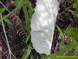 Image of Berkheya speciosa (DC.) O. Hoffm.