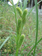 Image of Frank's sedge