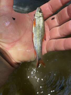 Image of Blacktail Redhorse