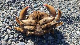 Image of large sponge-carrying crab