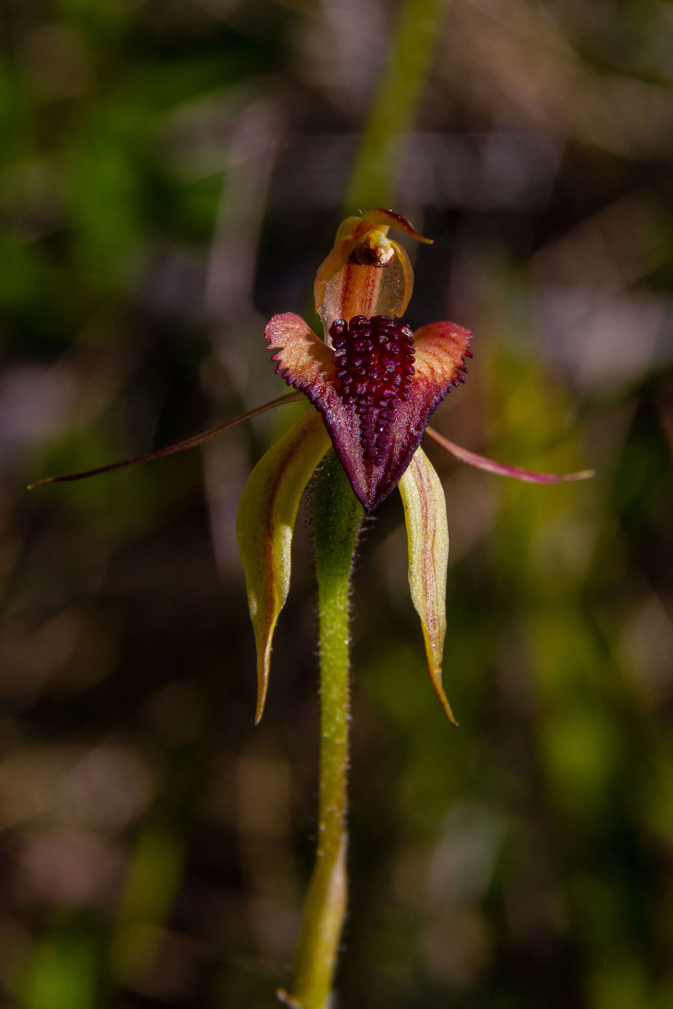Image of Thick-lip spider orchid