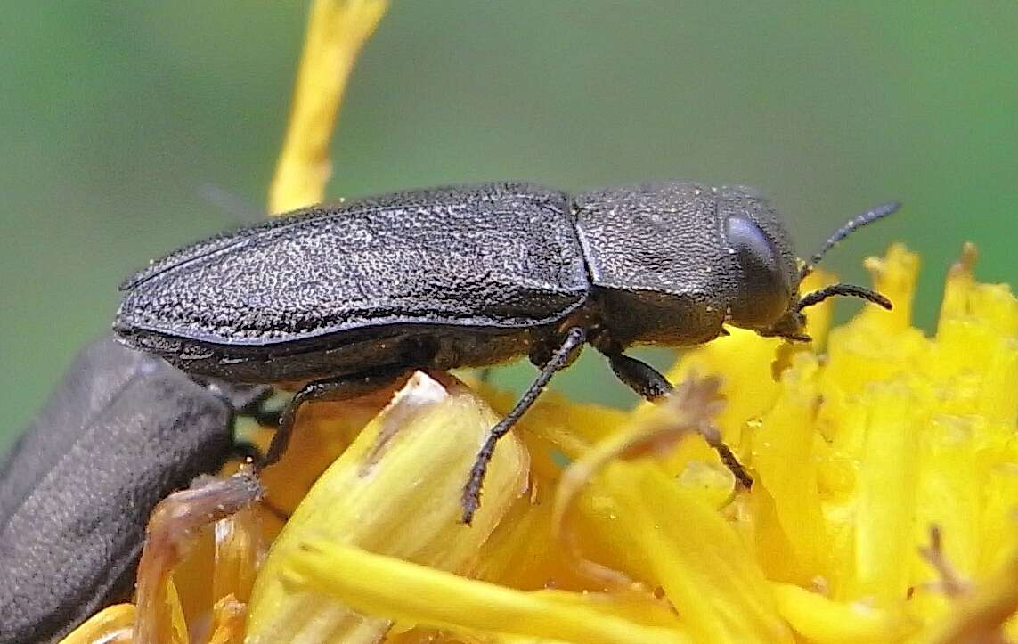 Imagem de Anthaxia quadripunctata (Linnaeus 1758)