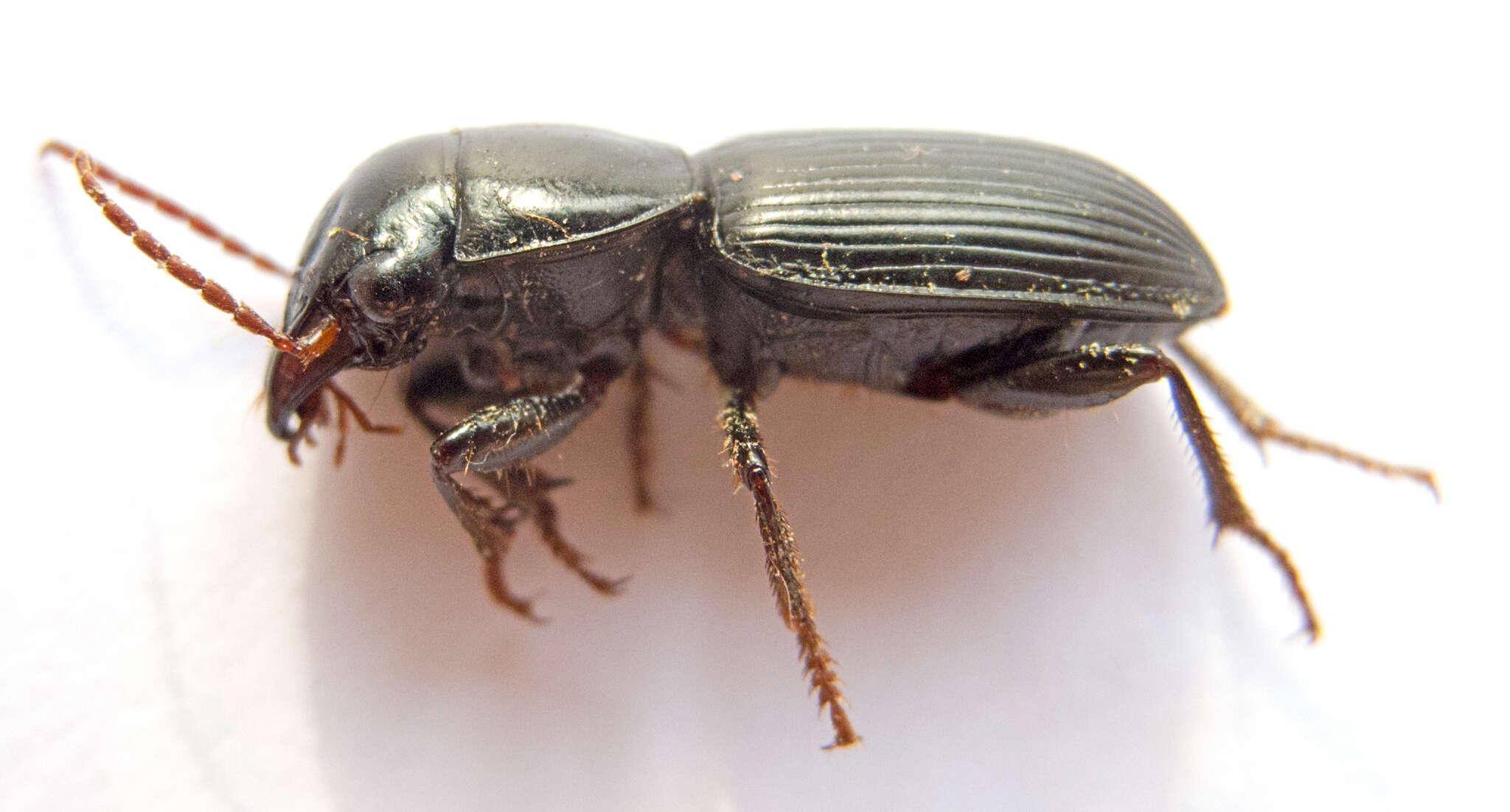 Image of Acinopus (Oedematicus) megacephalus (P. Rossi 1794)