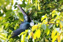 Image of Spice Imperial Pigeon