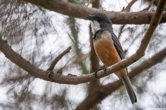 صورة Pachycephala rufiventris xanthetraea (Forster & JR 1844)