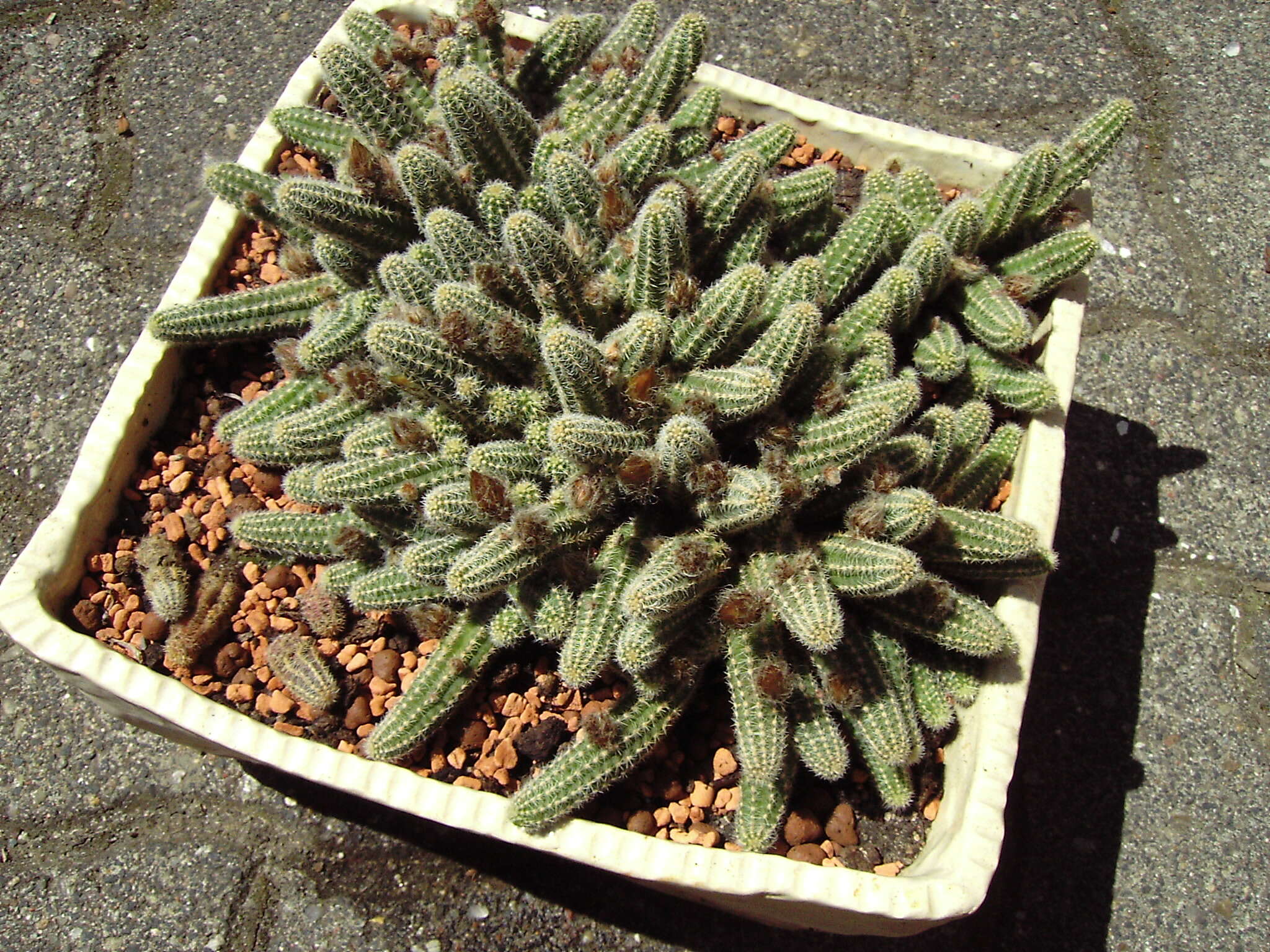 Echinopsis tubiflora resmi