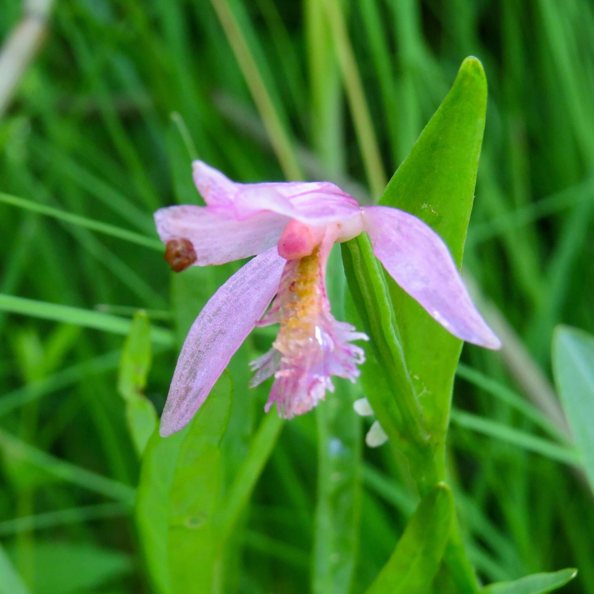 Image of snakemouth orchid