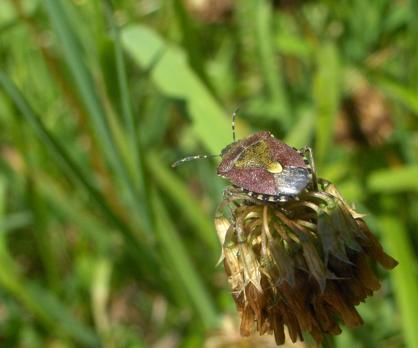 Image of sloe bug