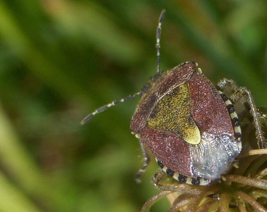 Image of sloe bug