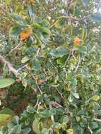 Image of wild lime