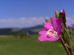 Слика од Epilobium hirsutum L.