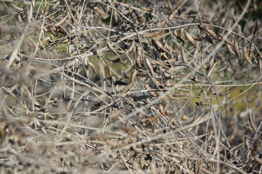 Image of Coastal California gnatcatcher