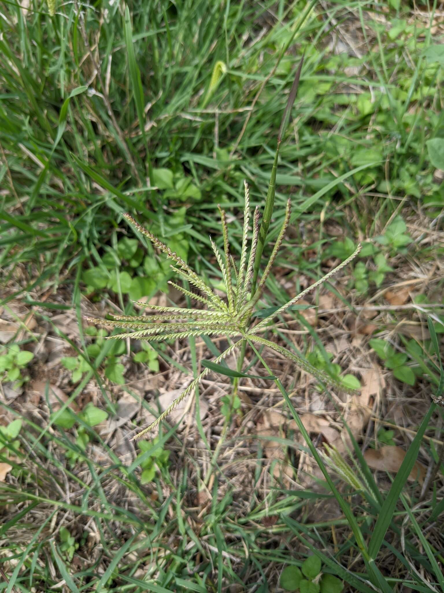 Image of windmill grass