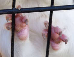 Image of guinea pigs