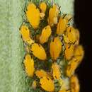 Image of Aphid