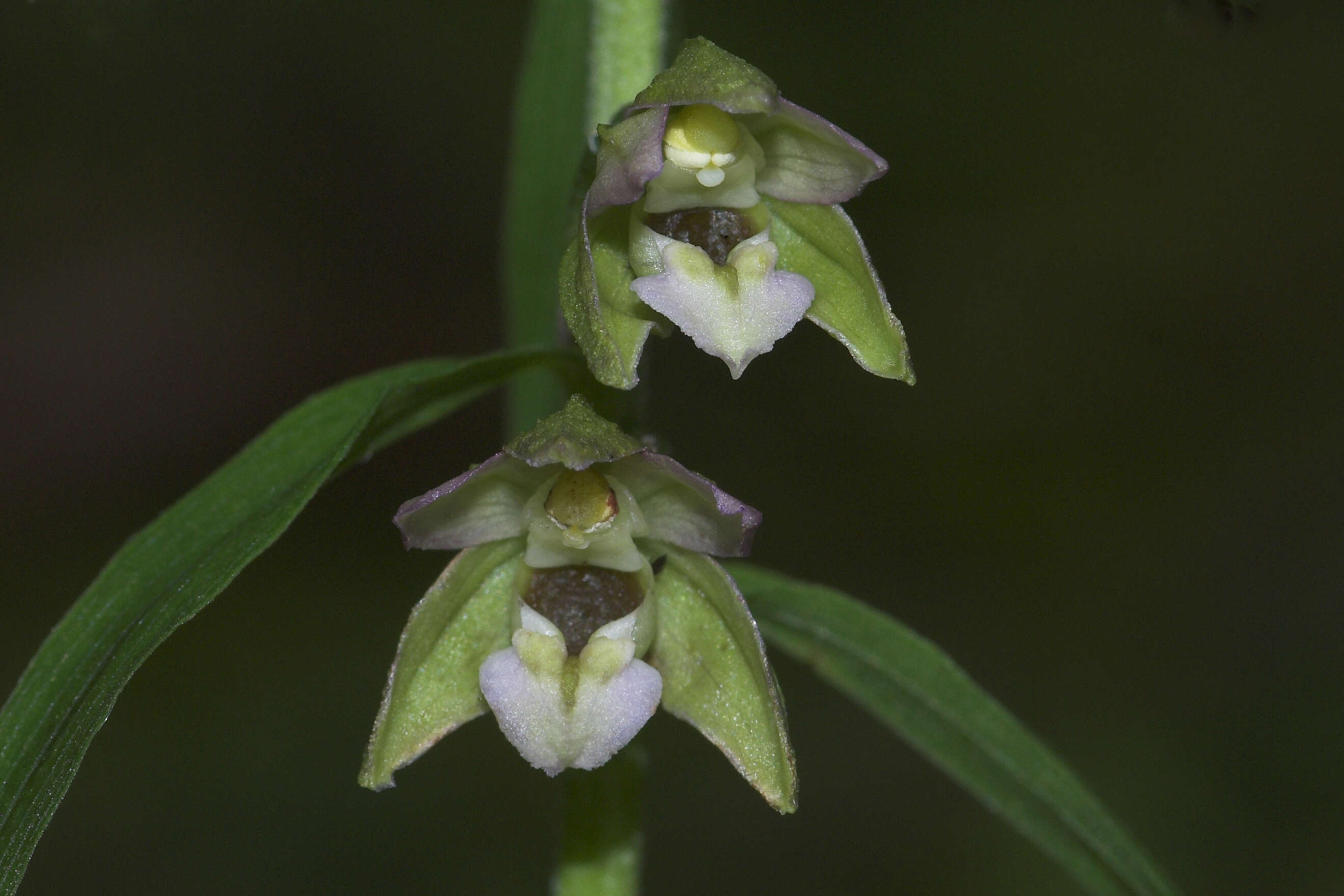 Image of Broad-leaved Helleborine