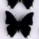 Imagem de Charaxes galawadiwosi Plantrou & Rougeot 1979