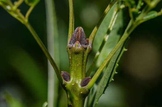 Image of Fraxinus angustifolia subsp. angustifolia