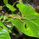 Anolis gracilipes Boulenger 1898 resmi