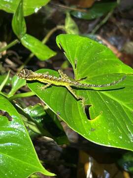 Anolis gracilipes Boulenger 1898的圖片