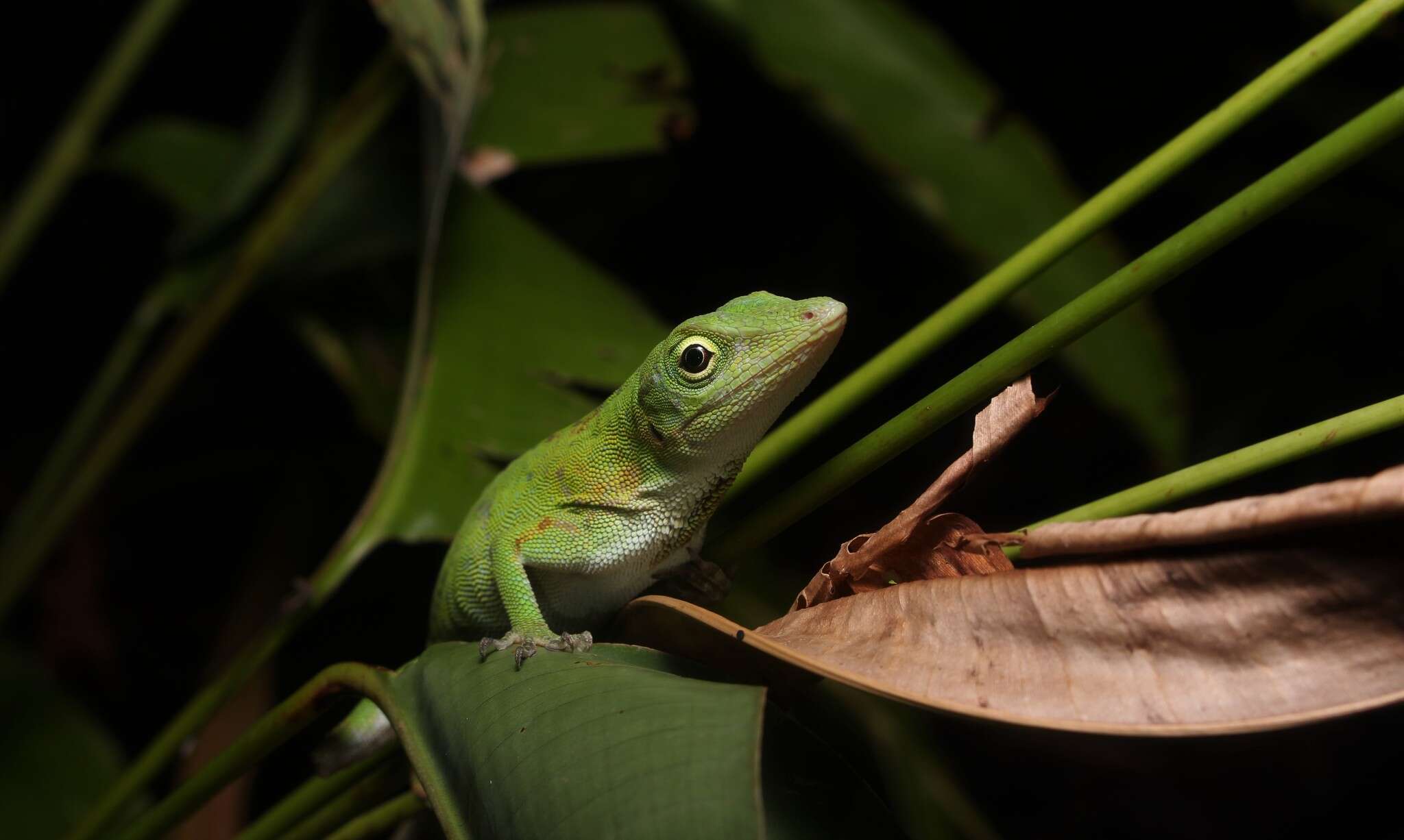 Anolis biporcatus (Wiegmann 1834)的圖片