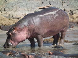 Hippopotamus Linnaeus 1758 resmi