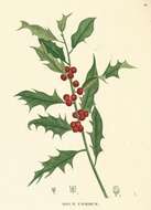 Image of English holly