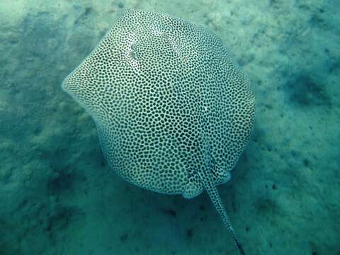 Image of stingray