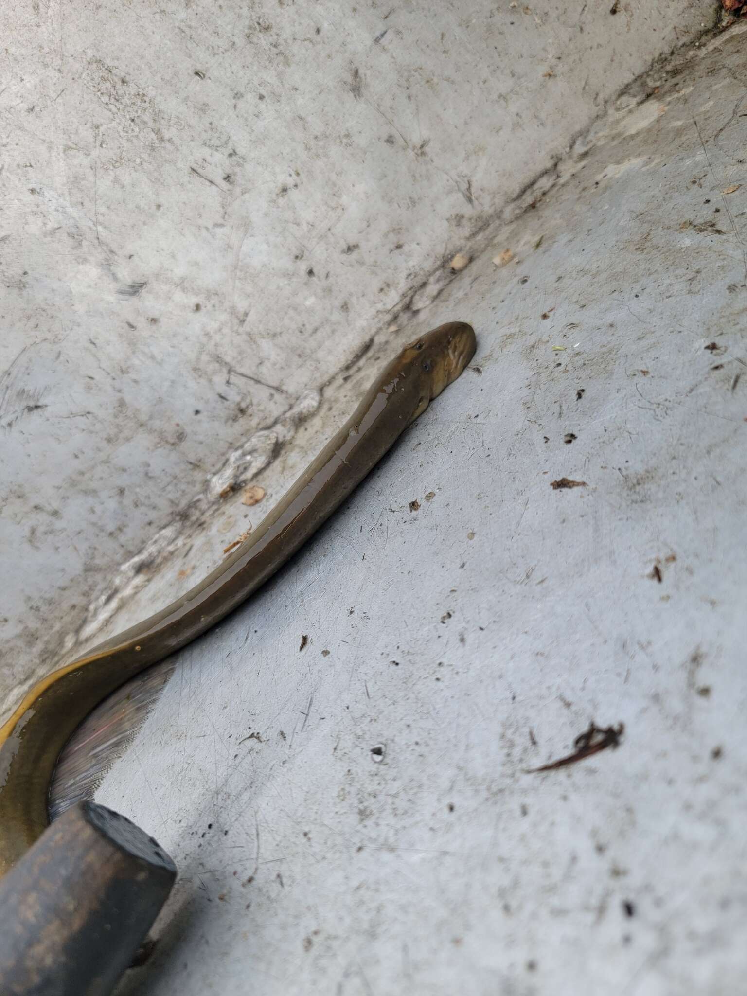 Image of Silver Lamprey