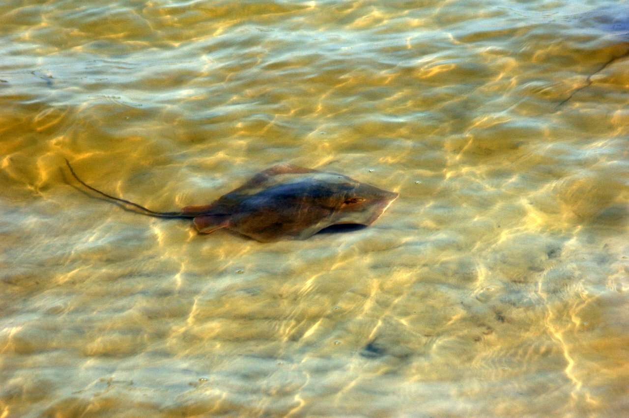 Image of Atlantic Stingray