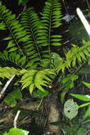 Image of Zamia onan-reyesii C. Nelson & Sandoval