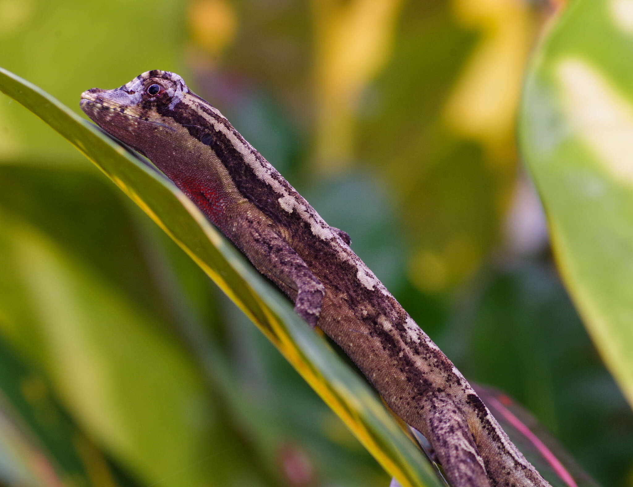 Image of Anolis lyra Poe, Velasco, Miyata & Williams 2009