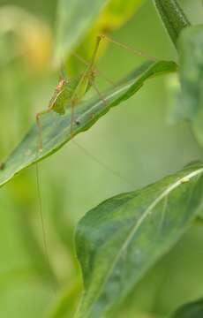 Image of speckled bush-cricket