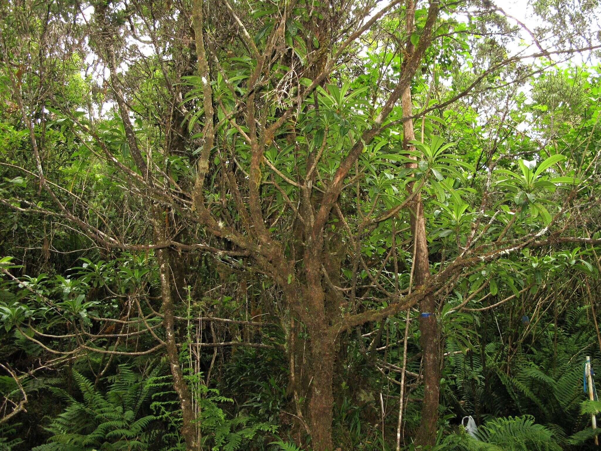 Image of Haleakala Clermontia