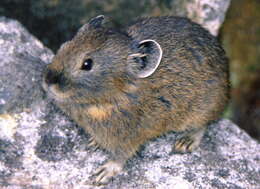 Image of pikas