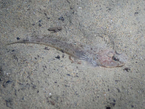 Image of Sand Goby