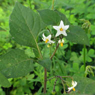 Plancia ëd Solanum nigrum L.