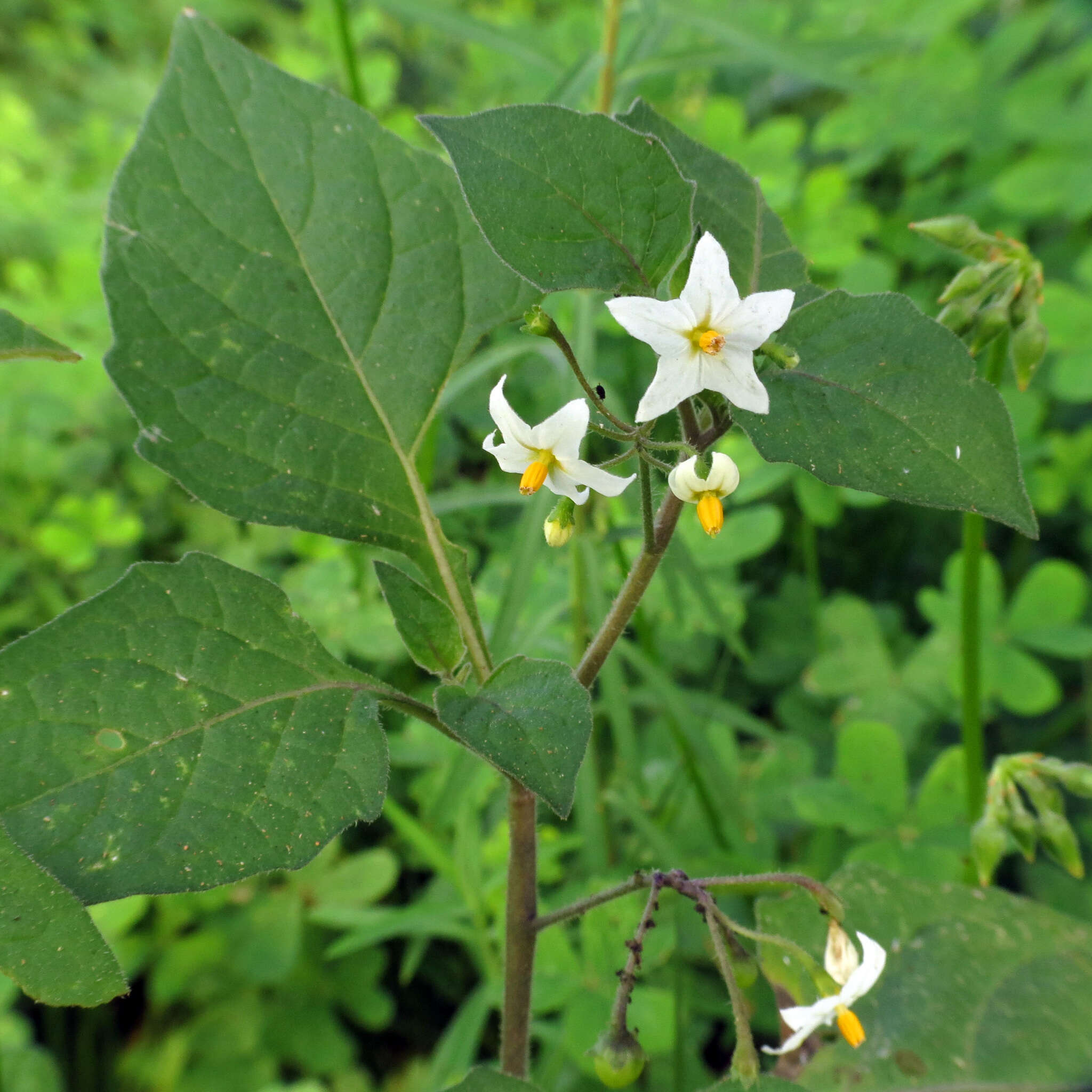 Plancia ëd Solanum nigrum L.