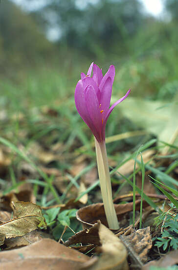 Image of Autumn crocus