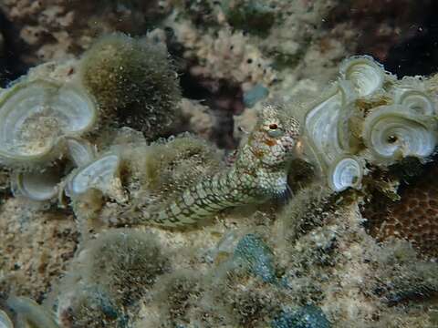 Image of Hump-headed Blenny